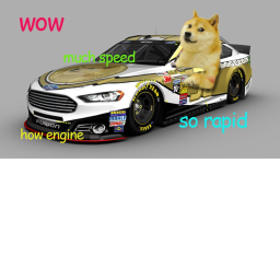 Doge Racing!