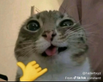 Despacito army....