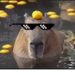 Real Capybaras