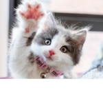 I love animal’s!