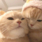 Aᴇsᴛʜᴇᴛɪᴄ ʙʟᴀᴄᴋ