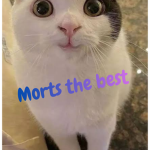 morts the best