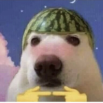 my dog like bread