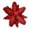 Lagoon Lily produce