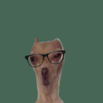 Cash_cows