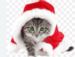 Katzen Team meow