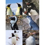 The Amazing Penguin Fans