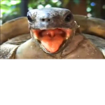 TheLesTurtles