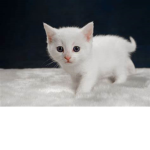 KittenPlays Group