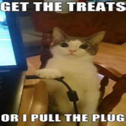 cat meme Roblox decal