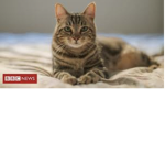 Animal_Rule