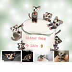 Sugar Glider Army