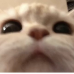 catsareveryverycool