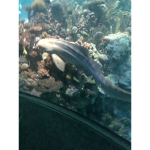 Ocean Army-All Ocean animals welcome- :D