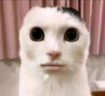 grupito de amikos lollolxdxd