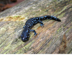Salamander Games