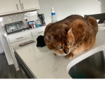 Bacons vs Cats