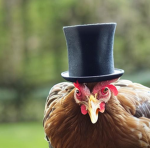 Chicken Blox Games
