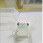 -*cottagecore froggies*-