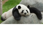 panda lovers club