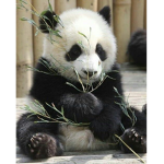 Panda goes crazyyyyyyyy