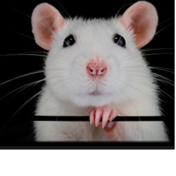 RATS G4THERING HOME