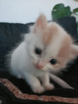 That_one_CatGuy Official