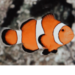 fishz!