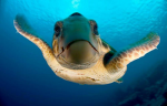 DO U LOVE SEA ANIMALS