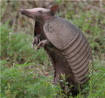 Teh Epik Armadillos