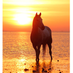 Sunset Ranch