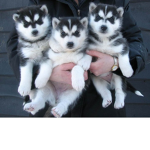 join this group if you love dogs