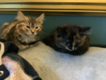 Kiki and Jiji group