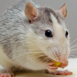 Rat Grouping