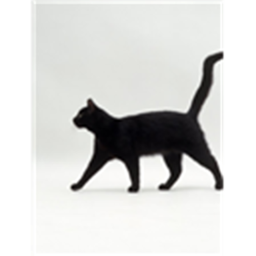 CATS! (FREE VIP SERVERS!)