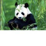 Pandagalaxygirl25