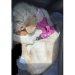Animal Friends & Supporters