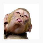 MONKEYYYYYS ONLY