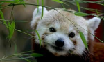 FluffyPandass