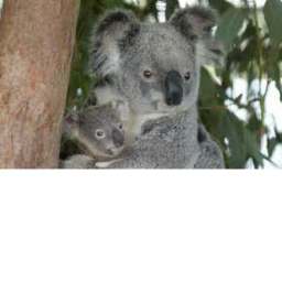 Save the Koala Obby