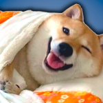 Toasty Doge