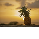 The Aesthetic Pineapple Squad