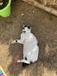 Georgie Matilda Cat