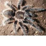 Tarantula Cool by Kale