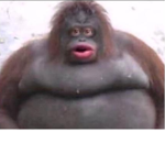 monke squad