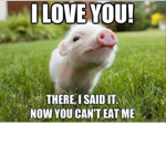 Pig Meme Group