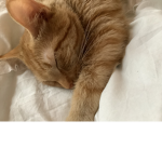 Cats + Cats = AWESOMENESS