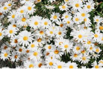 Daiisys flower shop
