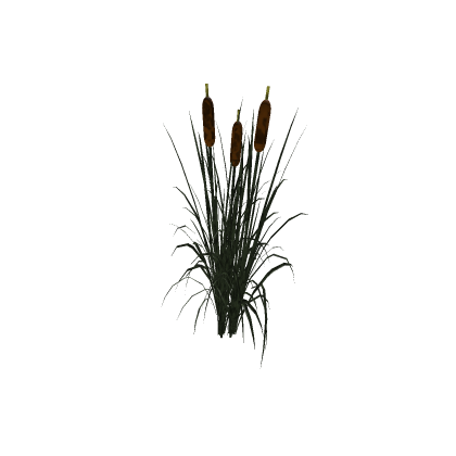 Reeds