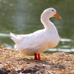 WE LIKE SO MANY DUCKS!